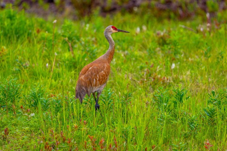 026 Alaska Highway, prairiekraanvogel.jpg